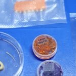 embrapa-produz-em-laboratorio-salmao,-caviar-e-aneis-de-lula-veganos