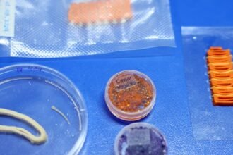 embrapa-produz-em-laboratorio-salmao,-caviar-e-aneis-de-lula-veganos