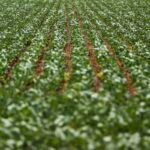 entenda-impasse-entre-bancada-do-agro-e-governo-sobre-dividas-rurais