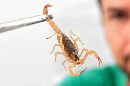 criancas-sao-mais-vulneraveis-a-envenenamento-por-picada-de-escorpiao