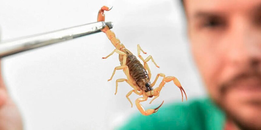criancas-sao-mais-vulneraveis-a-envenenamento-por-picada-de-escorpiao