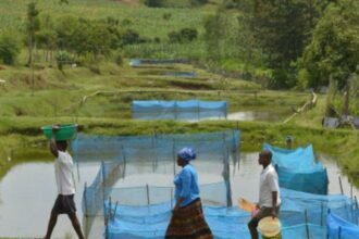 estudo-alerta-para-avanco-de-bacteria-em-criacoes-de-peixes