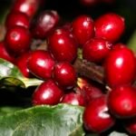 aeronaves,-oleo,-cafe-e-carne-estao-fora-do-tarifaco-imposto-pelos-eua