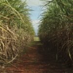 safra-de-cana-de-acucar-deve-crescer-4,7%-em-relacao-ao-ano-de-2025