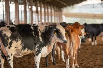 ue-suspende-carnes-do-brasil;-entenda-impacto-e-proximos-passos